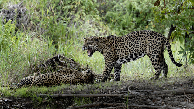 20151024 Jaguarhannen i Pantanal son muito furioso..Foto de: Jan Fleischmann