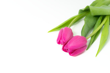 Two pink Tulips