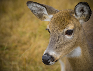 Fototapeta premium Cute deer