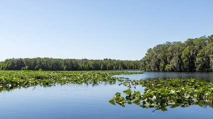 Central Florida lake, with trees on the shore and vegetation on the waters surface