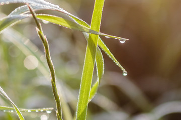 Dew drop on grass stalk glistening in morning sun