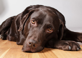 Dog laying on a wooden floor