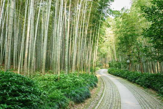 Quiet Bamboo forest trail in Hangzhou, China