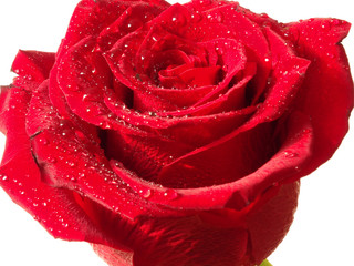 Fototapeta premium czerwona róża z kroplami rosy