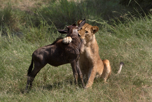 Serengeti juli 2007. Lejonhonan överraskade gnukalven när den drack med den stora flocken vid Grumetifloden i Tanzania..Foto: Jan Fleischmann