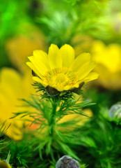 Yellow flowers of adonis (Adonis vernalis)