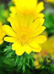 Yellow flowers of adonis (Adonis vernalis)