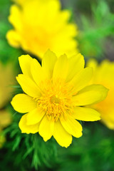 Yellow flowers of adonis (Adonis vernalis) - obrazy, fototapety, plakaty