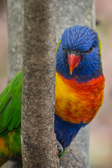 Loro