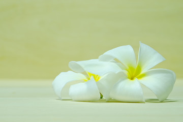 White Plumeria flower on wooden board background