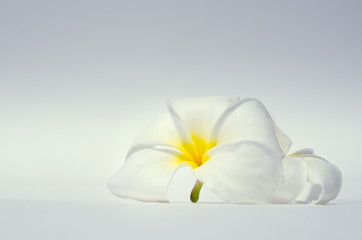 Fototapeta na wymiar White Plumeria flower on white background