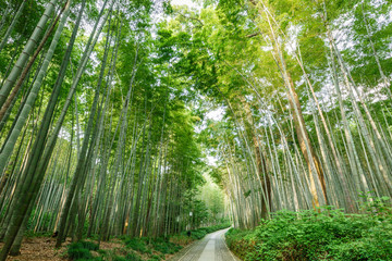 Naklejka premium Quiet Bamboo forest trail in Hangzhou, China