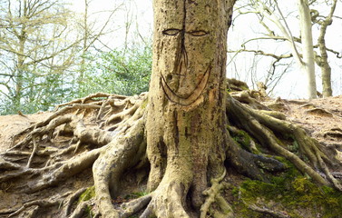 Engraved old tree with long roots
