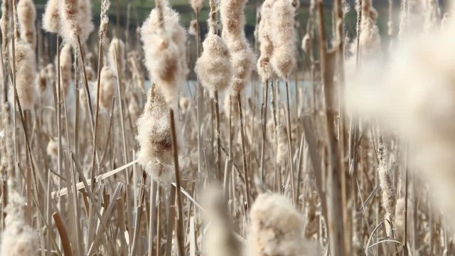 Seedy reed stalks 