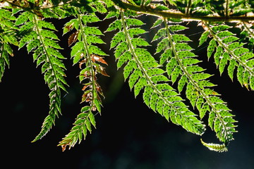 Green fern leaves