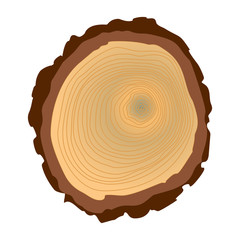 Tree trunk cross section, isolated on white