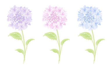 Hydrangea Single Flower Three color set - 紫陽花　一輪　三色セット