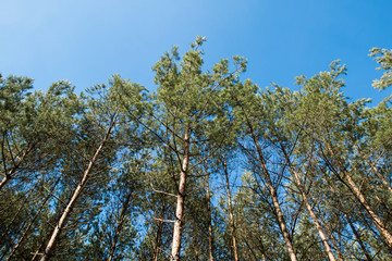 Branches of trees in the forest