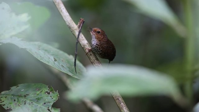 Pygmy Wren-Babbler (Pnoepyga pusilla) in Sumatra, Indonesia