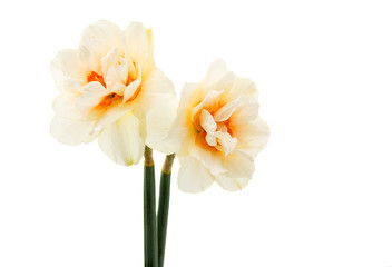 Naklejka na ściany i meble daffodil isolated