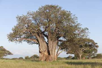 Baobab dans le paysage africain