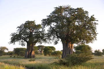 Store enrouleur tamisant Baobab Baobab dans le paysage africain