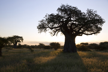 Baobab tree in african landscape