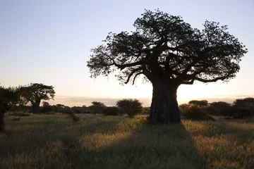 Fototapete Baobab Baobab-Baum in der afrikanischen Landschaft