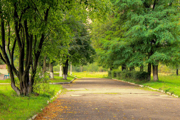 the road among trees