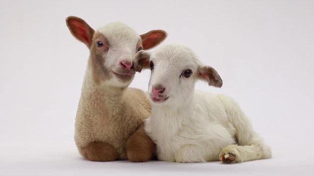two little sheep on a white background