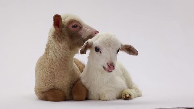 two little sheep on a white background