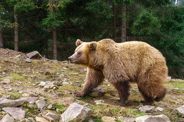 Obraz premium Brown bear.