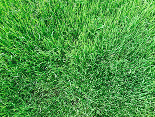 Green grass lawn background