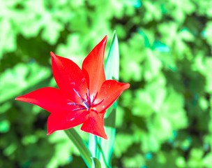 Fototapeta premium Red tulip flower bloom in spring