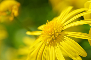 Yellow Daisy flower