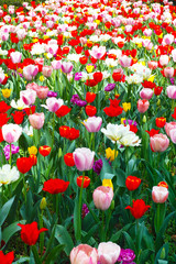 カラフルなチューリップ
