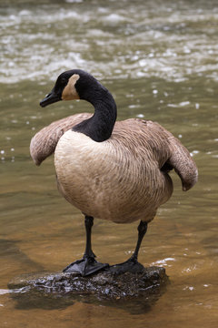 Canada goose