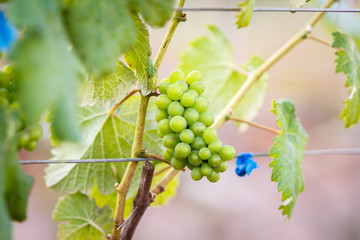 branch young grapes on vine in vineyard