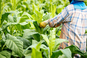 Thai woman put Insecticide and fertilizer in tobacco plant