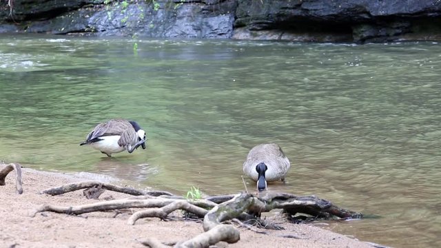 Canada geese preening