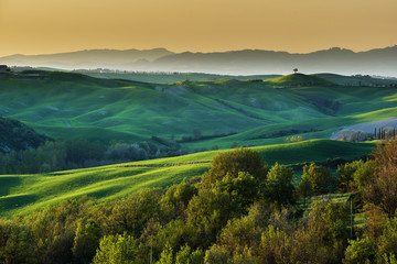 Green waking up from hibernation in spring in Tuscany.