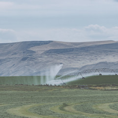 Irrigation sprinkler watering crops on fertile farm land