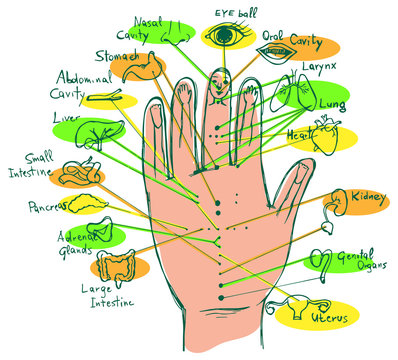 Hand Reflex Point Chart, palmar view. Vector illustration.
