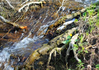 Small river on spring 
