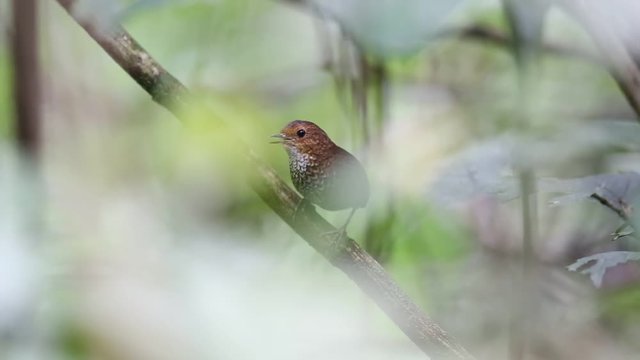 Pygmy Wren-Babbler (Pnoepyga pusilla) in Sumatra, Indonesia