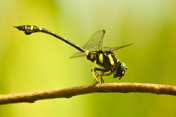 Golden Ringed Dragonfly 