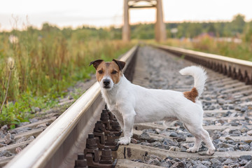 Summer travel adventure on a railroad with a cute dog