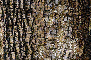tree bark texture