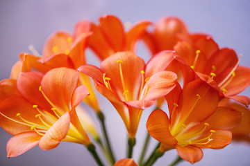 Fototapeta premium Blühende Clivie