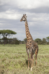 Portrait of african bull giraffe in its natural habitat